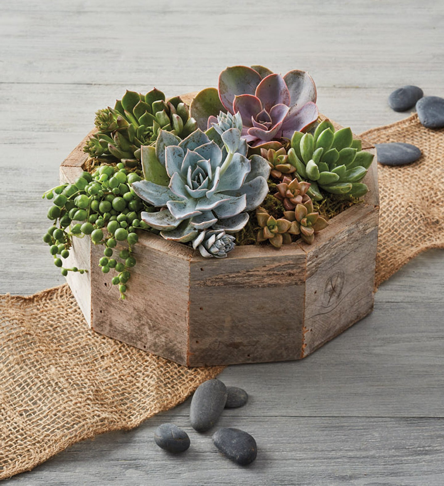 succulent centerpiece for event